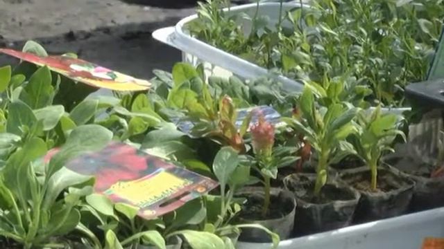 Зри в корень смотреть онлайн