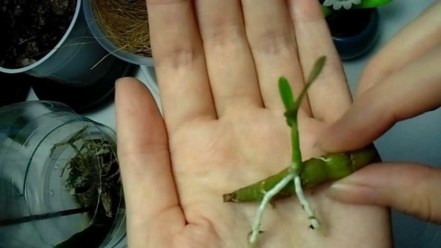Выращиваем детку орхидеи Дендробиум Нобиле. Эксперимент ч2/Grow baby orchids Dendrobium. P. 2. смотреть онлайн
