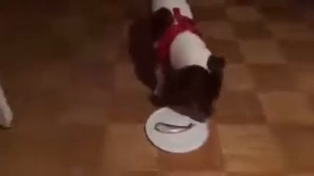 Собаке показали, что такое сюрстреминг