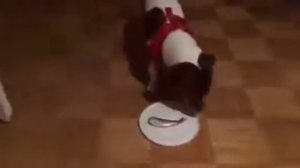 Собаке показали, что такое сюрстреминг