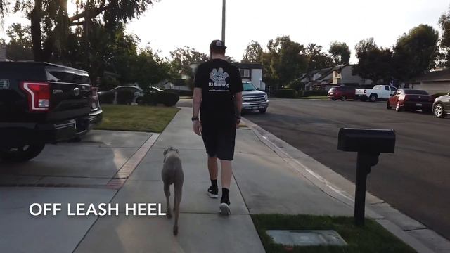 Weimaraner Training | Henry | Los Angeles, CA смотреть онлайн