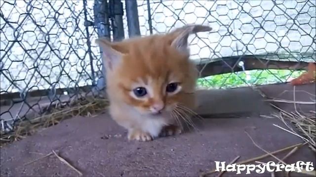 Манчкин - порода кошек. Munchkin cat Выпуск 1 смотреть онлайн