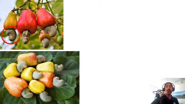 Botany 5 - Let's Go Nuts смотреть онлайн