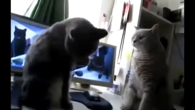 Ты че Блоху подцепил? Блохи в Атаку. смотреть онлайн