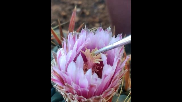 Polinização manual na flor de Ferocactus Latispinus passo a passo na @raizama.garden смотреть онлайн