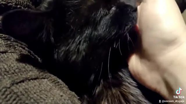 Почему кот лижет руки человеку? смотреть онлайн