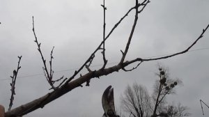 Персик.  ОБРЕЗКА ОЧЕНЬ ЗАПУЩЕННОГО ДЕРЕВА.