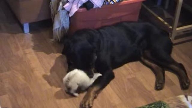 Черная и белая. Большая и маленькая. Ротвейлер и Чихуахуа смотреть онлайн