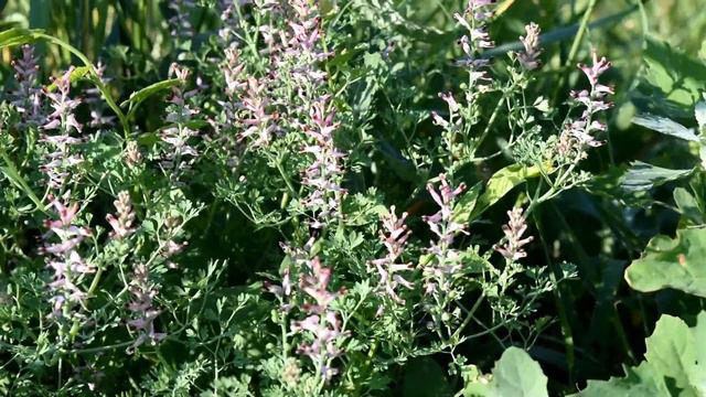 Подшерсток нашего луга: звездчатка, дымянка, клевер. Сбор цветов для картин в технике ошибана. смотреть онлайн