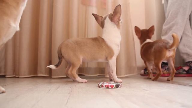 Щенки чихуахуа 3 месяца смотреть онлайн