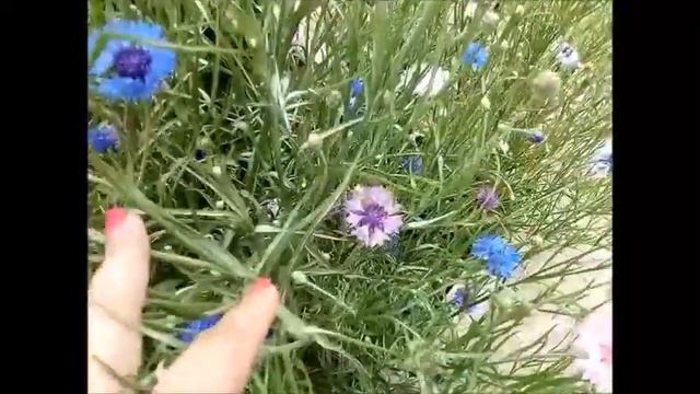 Обзор цветников в июне смотреть онлайн