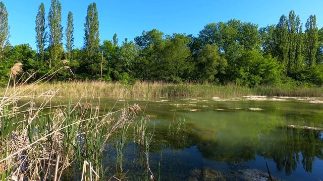 Lake Sounds - Frog Croaking, Birdsong and Wind Noise смотреть онлайн