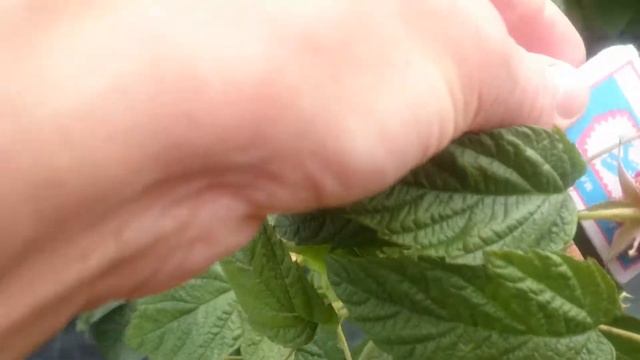 Продолжает удивлять ремонтантная малина "Атлант". смотреть онлайн