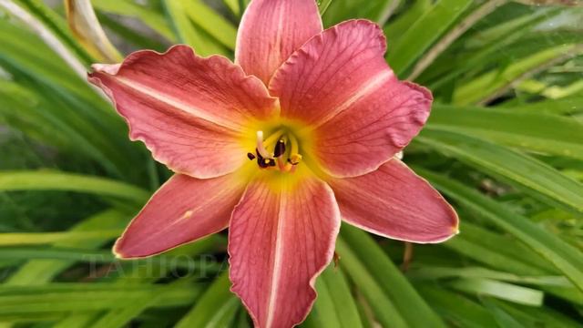 С Днём Рождения, Танюсик! смотреть онлайн