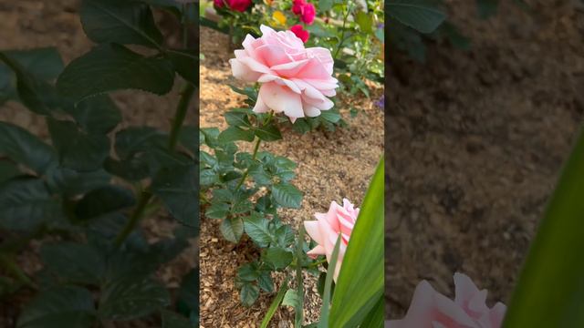 Флора возвращает