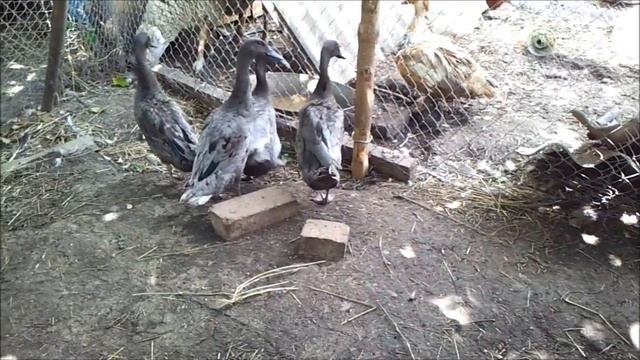 Утки породы Индийский бегун голубого окраса. ЛПХ "Хорошо живём". смотреть онлайн