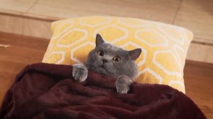 Приключение кота Майкла 2018