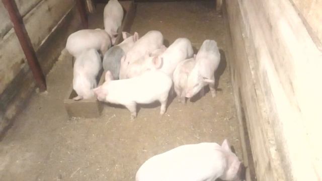 Что сделать чтобы поросята не грызли пеноблок! Печь даёт свои плюсы в свинарнике +20 на улице -20 ! смотреть онлайн