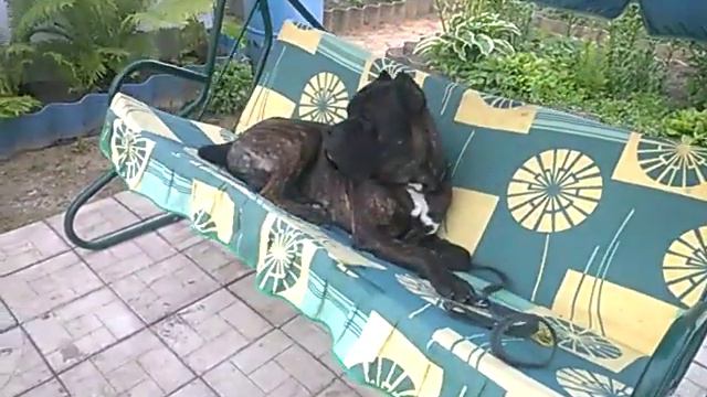 Кане корсо любит качели смотреть онлайн