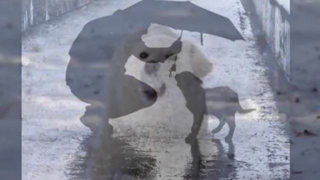 Гулял по улице щенок смотреть онлайн