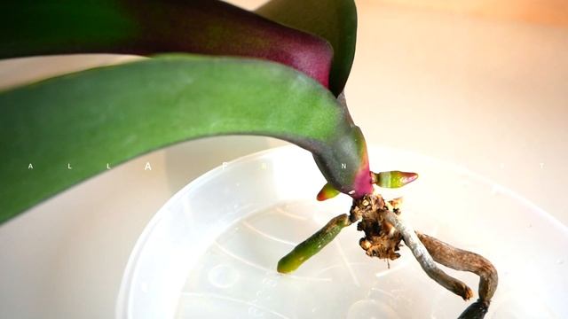 Быстро нарастить корни Орхидеи, самый простой и работающий метод/Реанимация Орхидеи смотреть онлайн