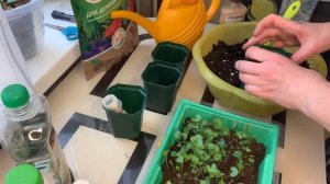 Когда и как пикировать дихондру.