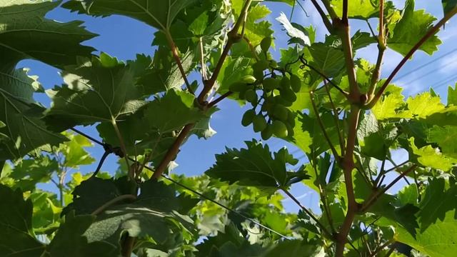 Виноград Хаджи Мурат на винограднике Лисовенко смотреть онлайн