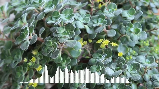 ЯСИН СЕРДЦЕ КОРАНА (11) смотреть онлайн