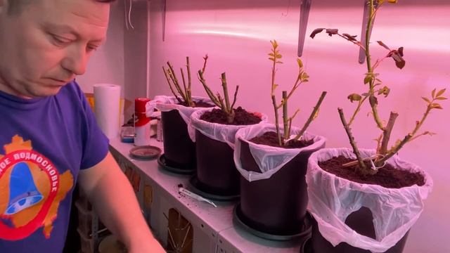 француженка МАСЯ и РОЗЫ ростут у ПАПЫ как на ДРОЖЖАХ смотреть онлайн