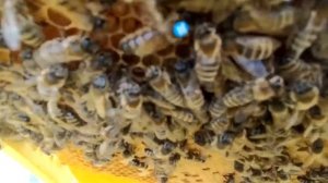 Никот за 5 минут Приём личинок