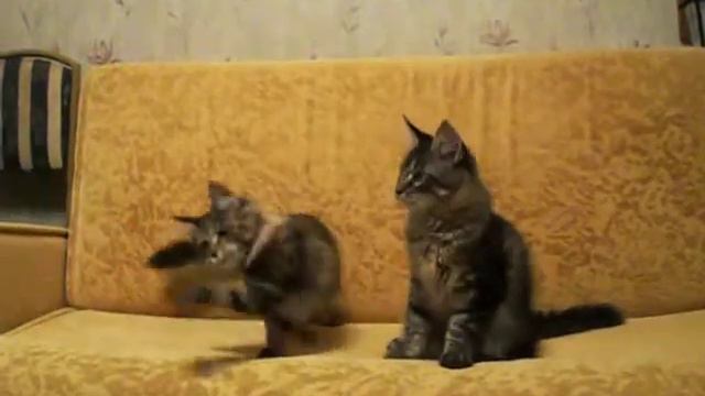 bernie_assel_15.03.12 003.AVI смотреть онлайн