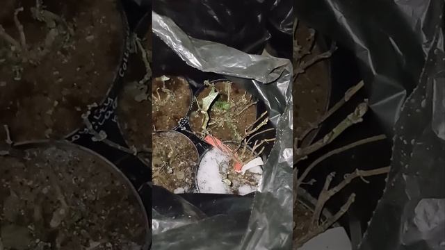 Полив крупнолистных гортензий в подвале зимой. Как зимуют черенки. смотреть онлайн