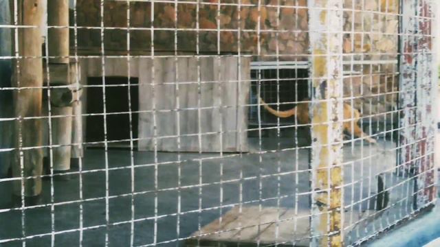 ЛЬВЫ СЕВА И КИАРА: ЛУЧШЕЕ! смотреть онлайн