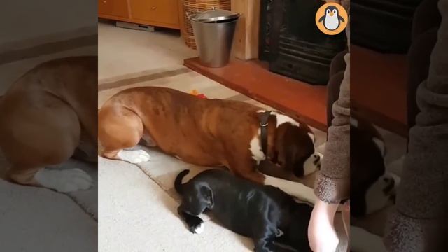 4 Boxer Lovers  Funny and Cute Boxer Dogs Videos Compilation смотреть онлайн
