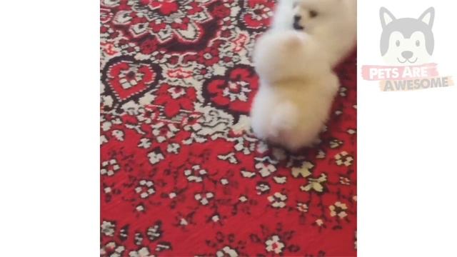 Pomeranian Dog : Funniest And Cutest Pomeranian Dog Videos Compilation