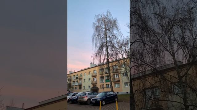 Польша Познань поет черный дрозд смотреть онлайн