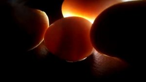 Как проверить яйца волнистых попугаев