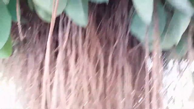 Весна на КИПРЕ?2019 ДИКАЯ СПАРЖА. Как ее готовят киприоты. смотреть онлайн