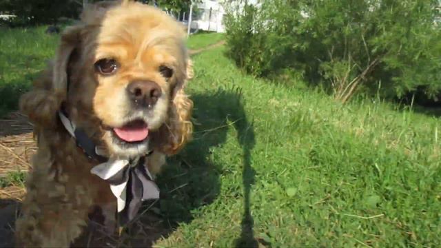 Разговорчики от Ляли .На Лялю с пуходеркой #ляля #кокер #dogloves