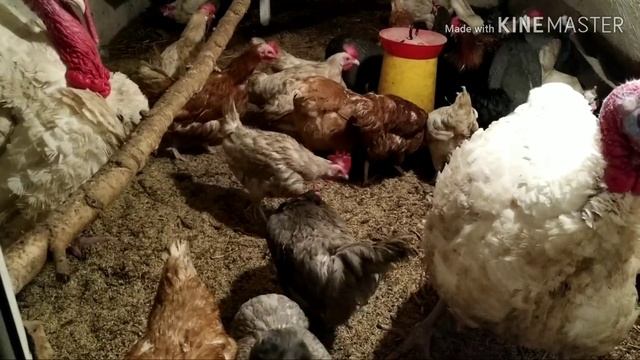 ИНКУБАЦИОННОЕ ЯЙЦО, А ТАКЖЕ ЯЙЦО КУРИНОЕ И ПЕРЕПЕЛИНОЕ и другие новости с моего хозяйства смотреть онлайн