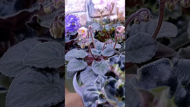 Фиалки стандарты, зацвели новые сорта🤗✨🌱 смотреть онлайн