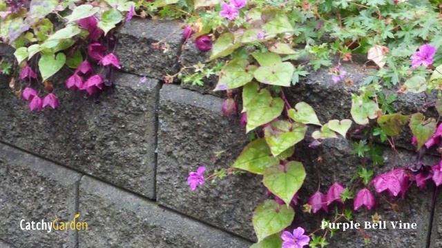 7 Beautiful Stunning Perennial Vines That Thrive in Full Sun 🌸☘️🌷 смотреть онлайн
