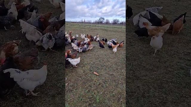 КУРЫ СКОЛЬКО ЯИЦ???СКОЛЬКО КУР ??? смотреть онлайн