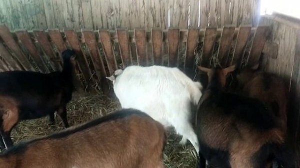 Для Авито: Продажа КОЗ