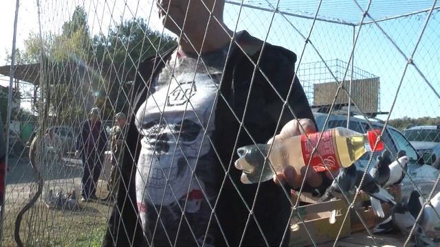 2.ч.# Выставка ярмарка голубей # продолжение # г. Сальск. Ростовская. обл. 30.09.2023.г. ??️?? смотреть онлайн