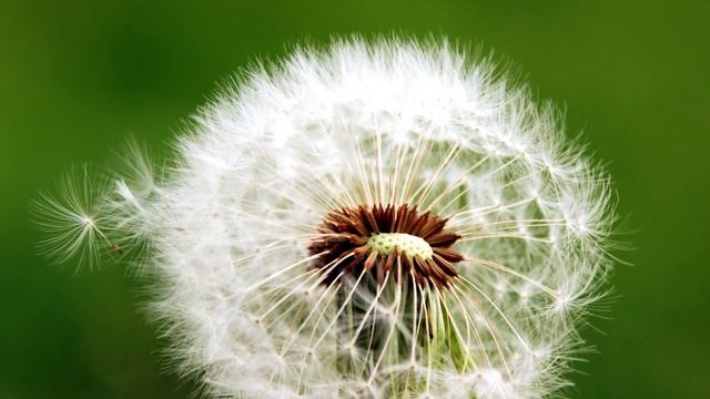 Возможно вы встречали этот цветок, но не знали какую пользу он может нести смотреть онлайн