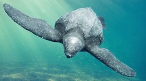 ✨Спокойной ночи, малыши✨ №188/2023 Домоседы и путешественники