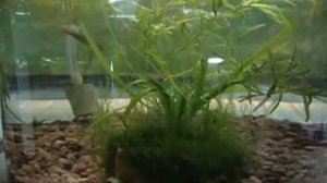 Нерест кардиналов