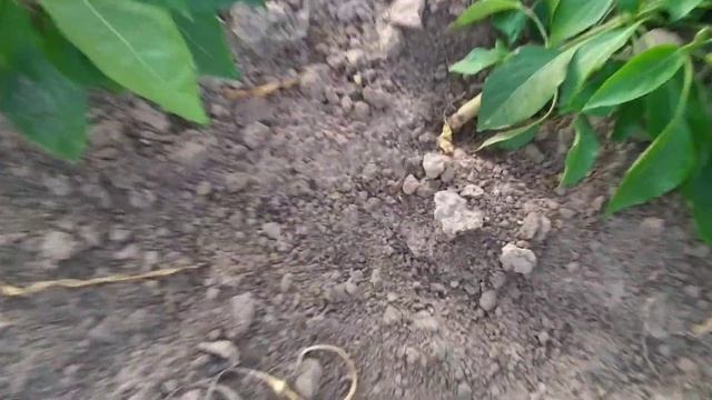 Озимая совка. Опасный вредитель перца и не только. смотреть онлайн