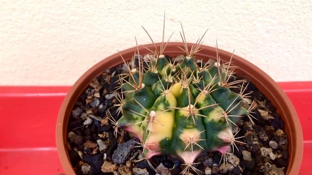 Gymnocalycium Baldianum Variegated (Cactus And Succulents)